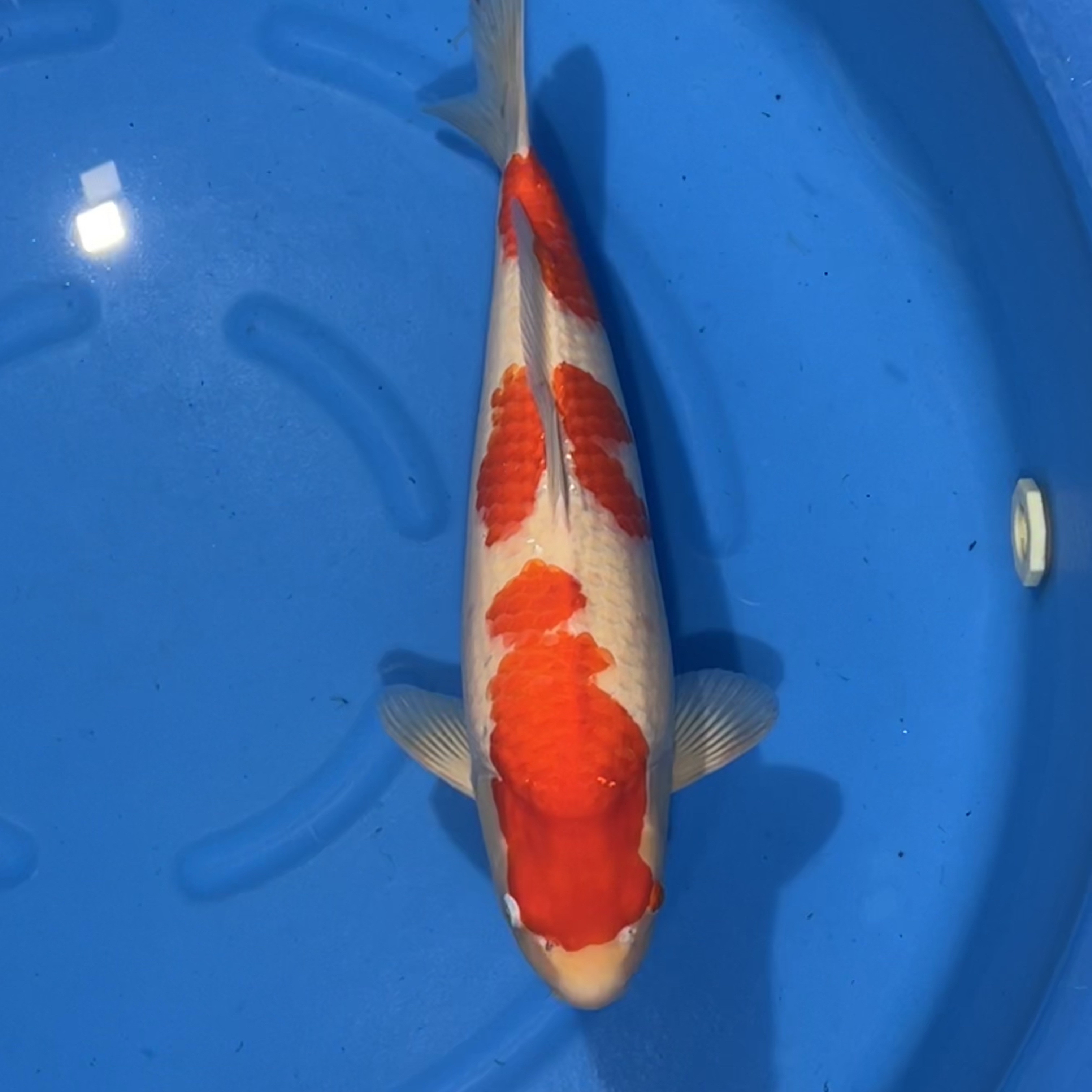 阪井出品红白锦鲤母（老孙）