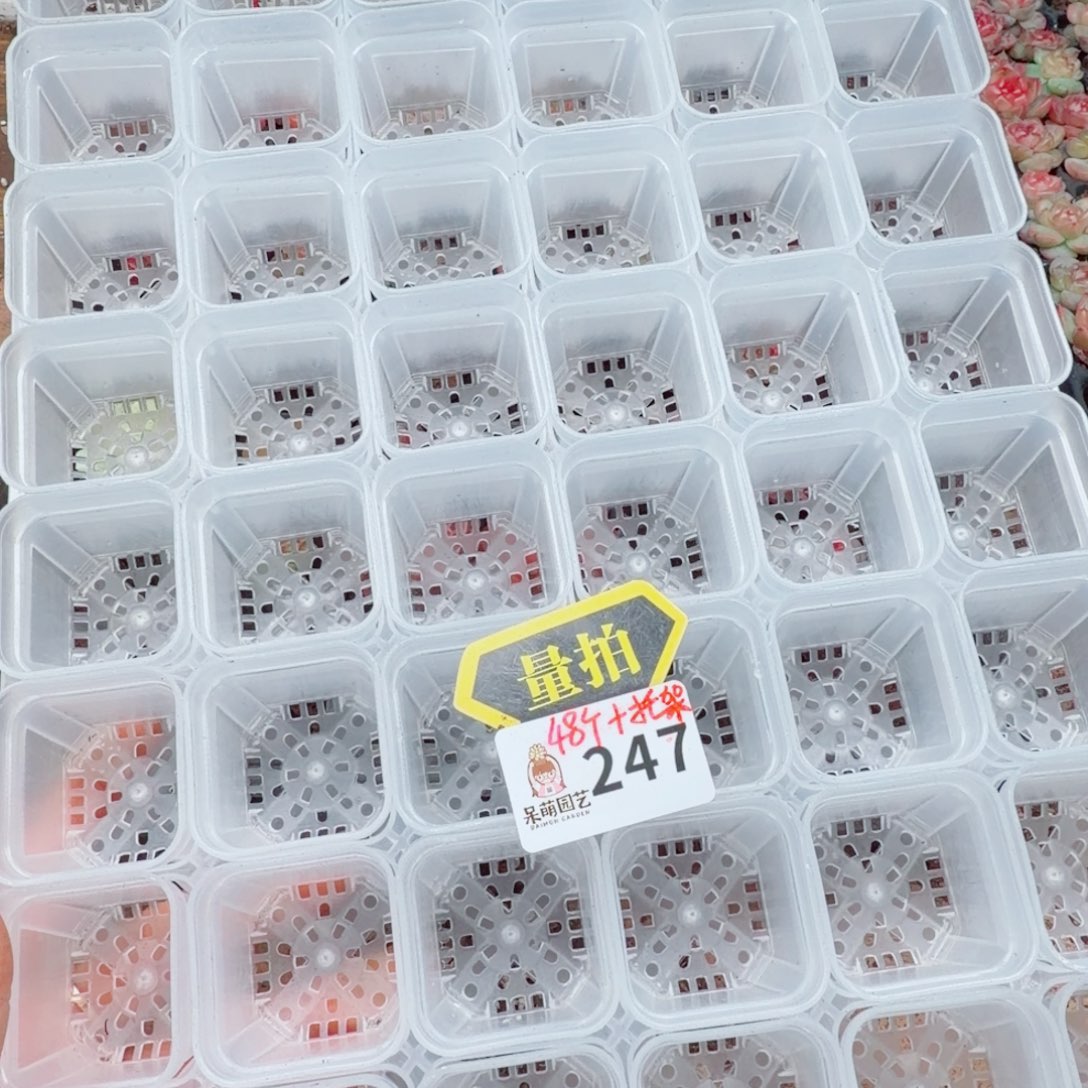 多肉植物多肉植物