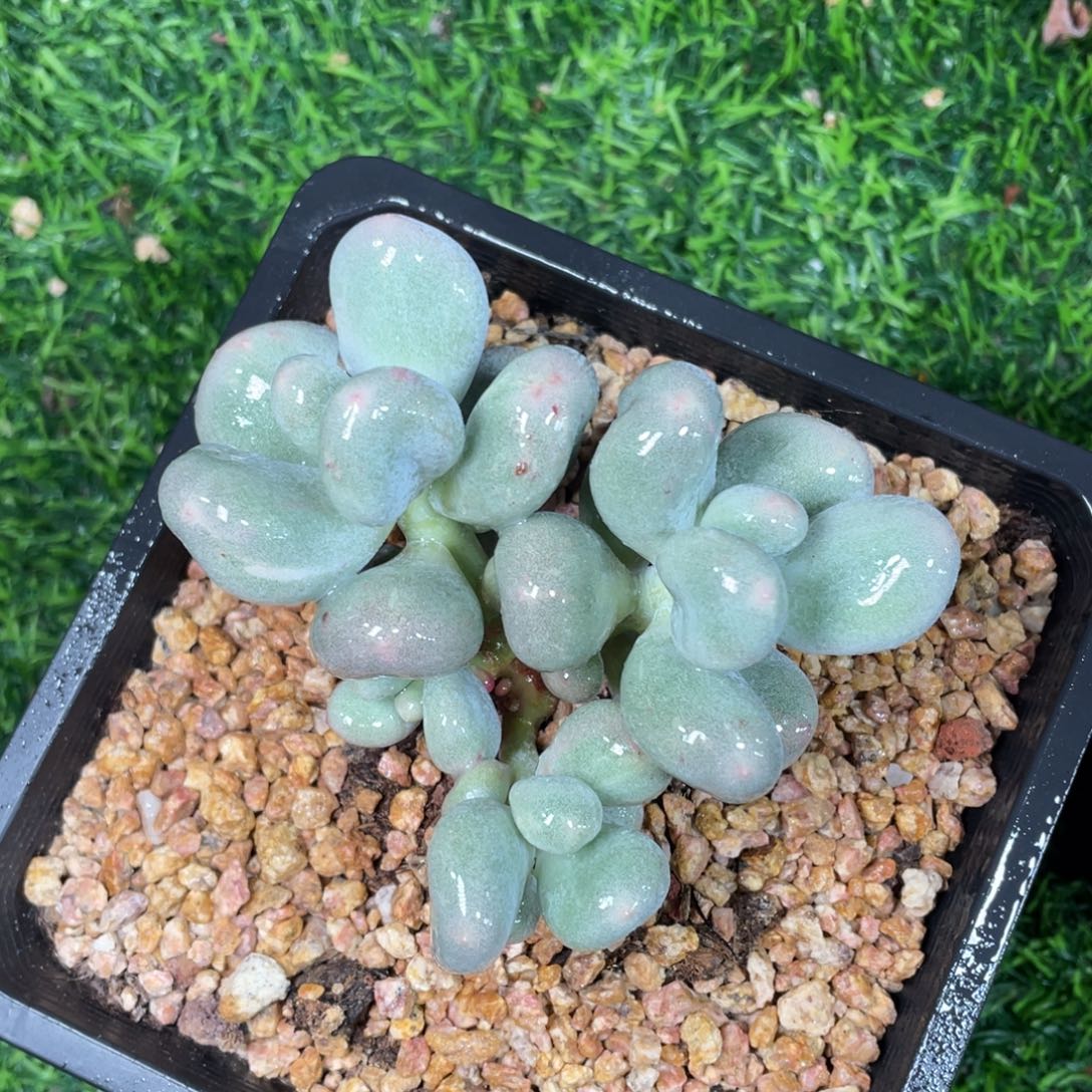 米可奶石化锦多肉植物