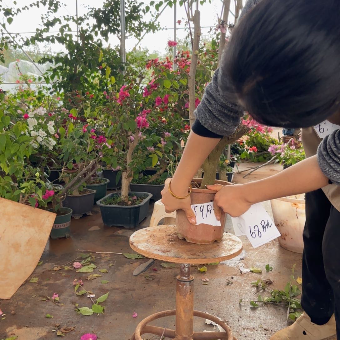 大部分花苞少量开放怡景 59脱