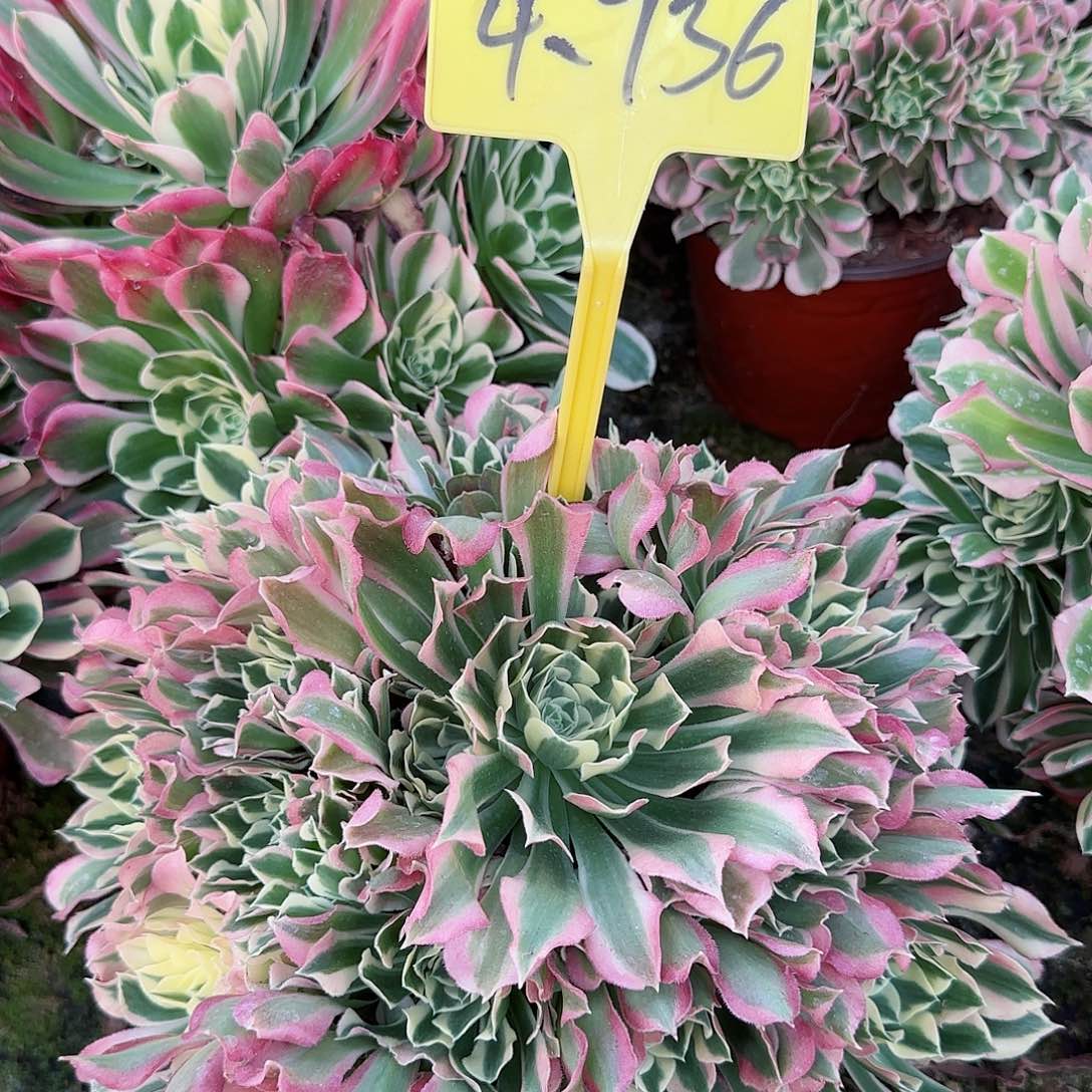 4-736--白凤多头多肉