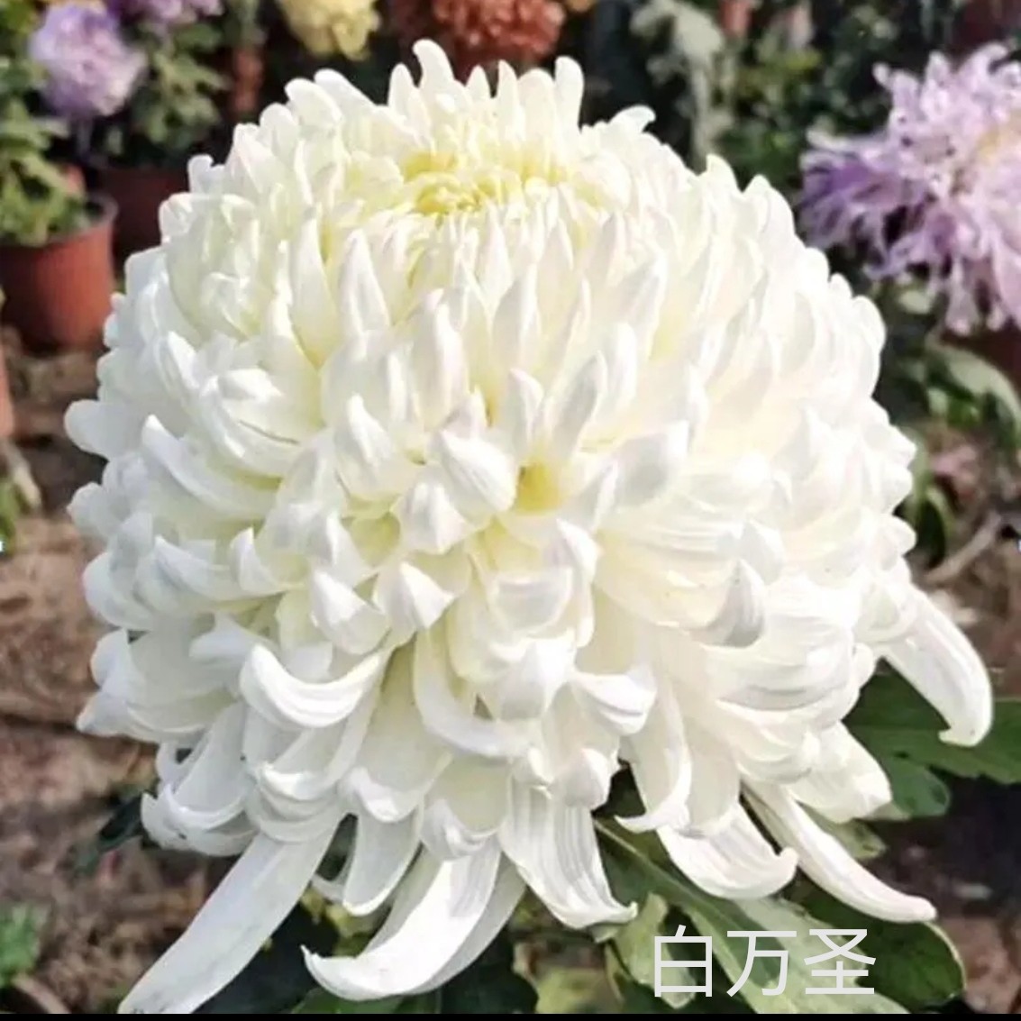 泉乡万圣成品九月大菊原盆原土耐寒耐热多年生花卉