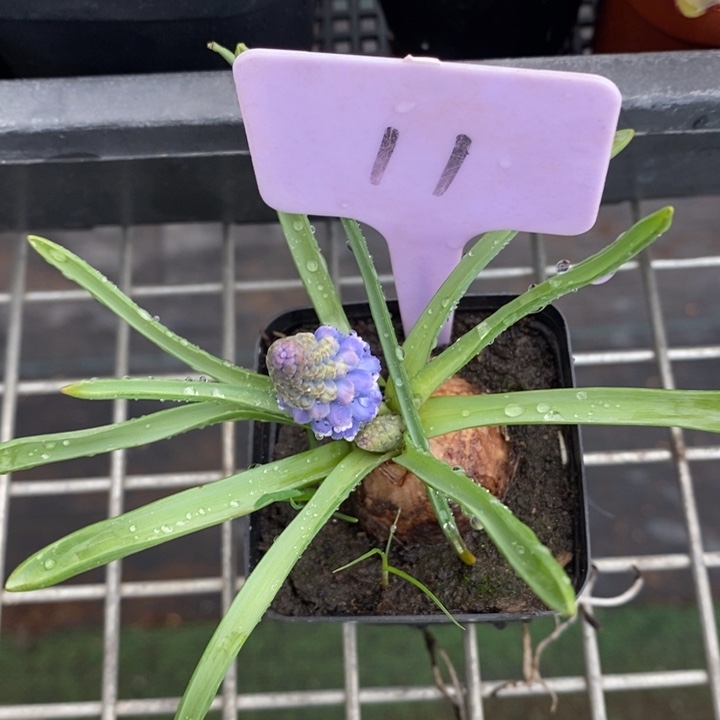 伯克利和格蕾纳等著名音乐家