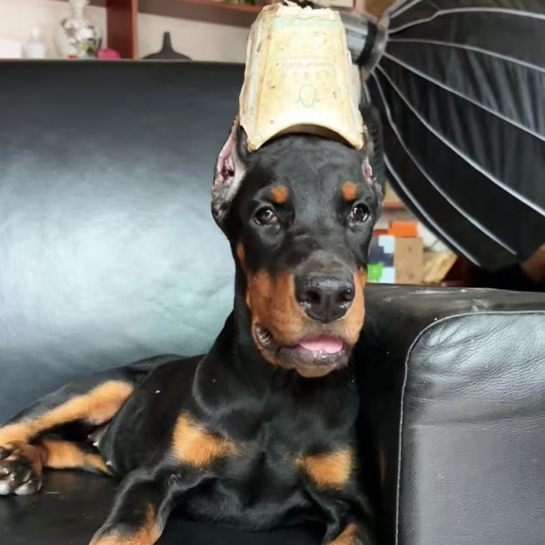 双血统德系杜宾母犬