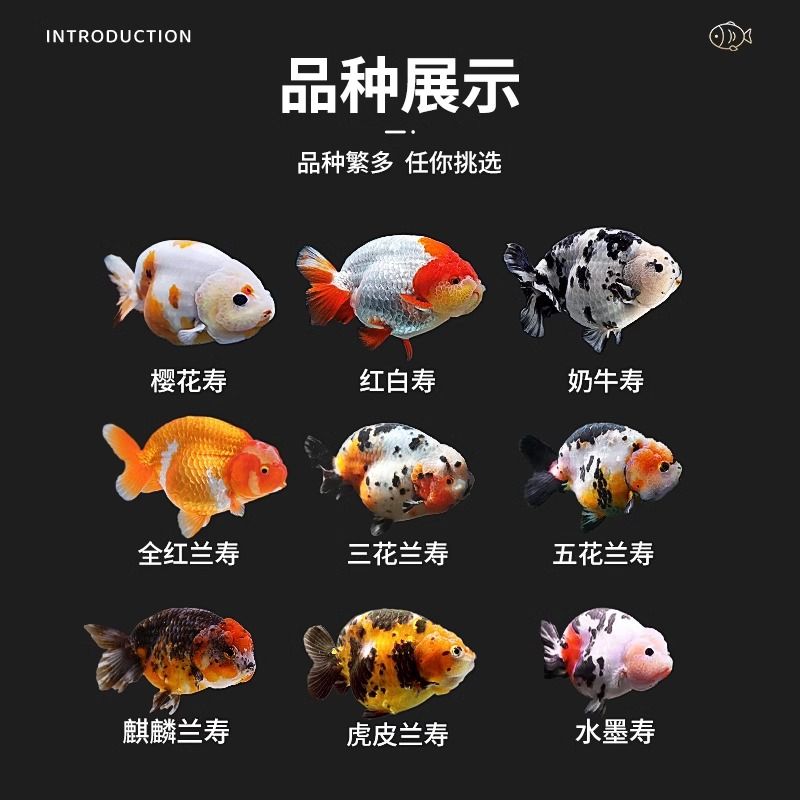 精品兰寿观赏金鱼