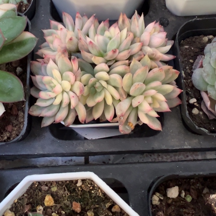 女雏锦多肉植物群1244