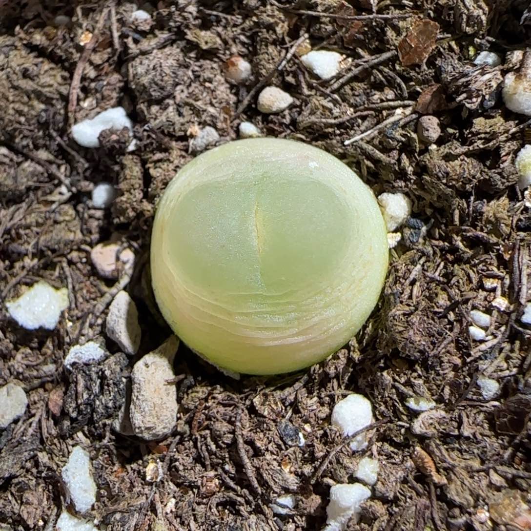 肉锥多肉植物组合-日式拉登1145