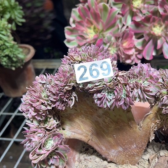 用***7多肉植物一个倾城269