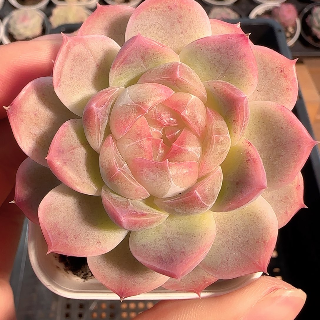 多肉1212-196福利