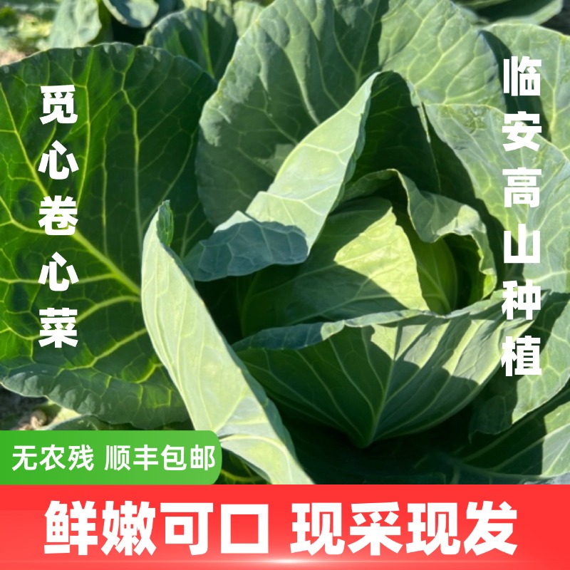 【觅心农场】自然生态蔬菜甜糯包心菜圆甘蓝3斤-3.5斤
