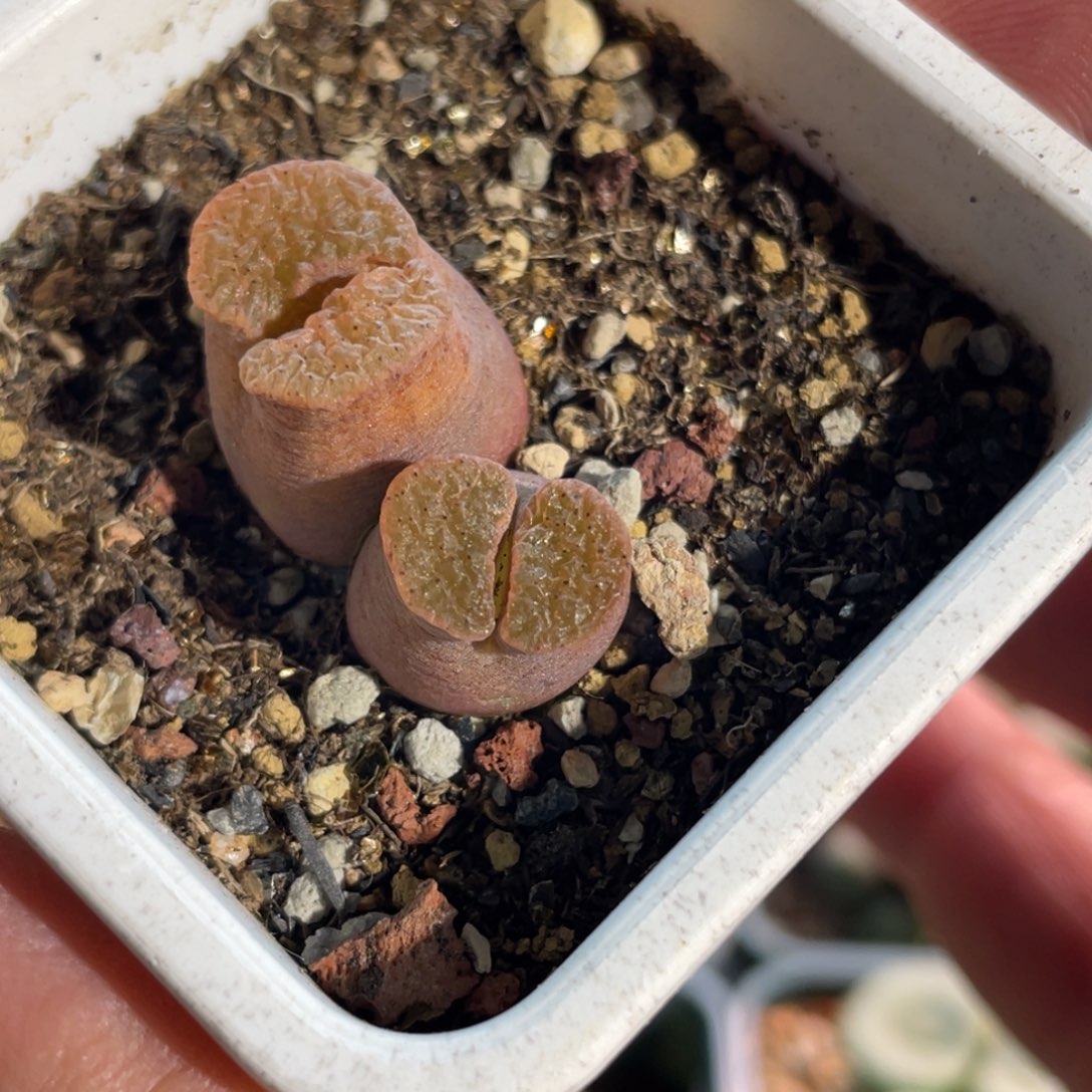 双头橘红磁铁植物一物一拍