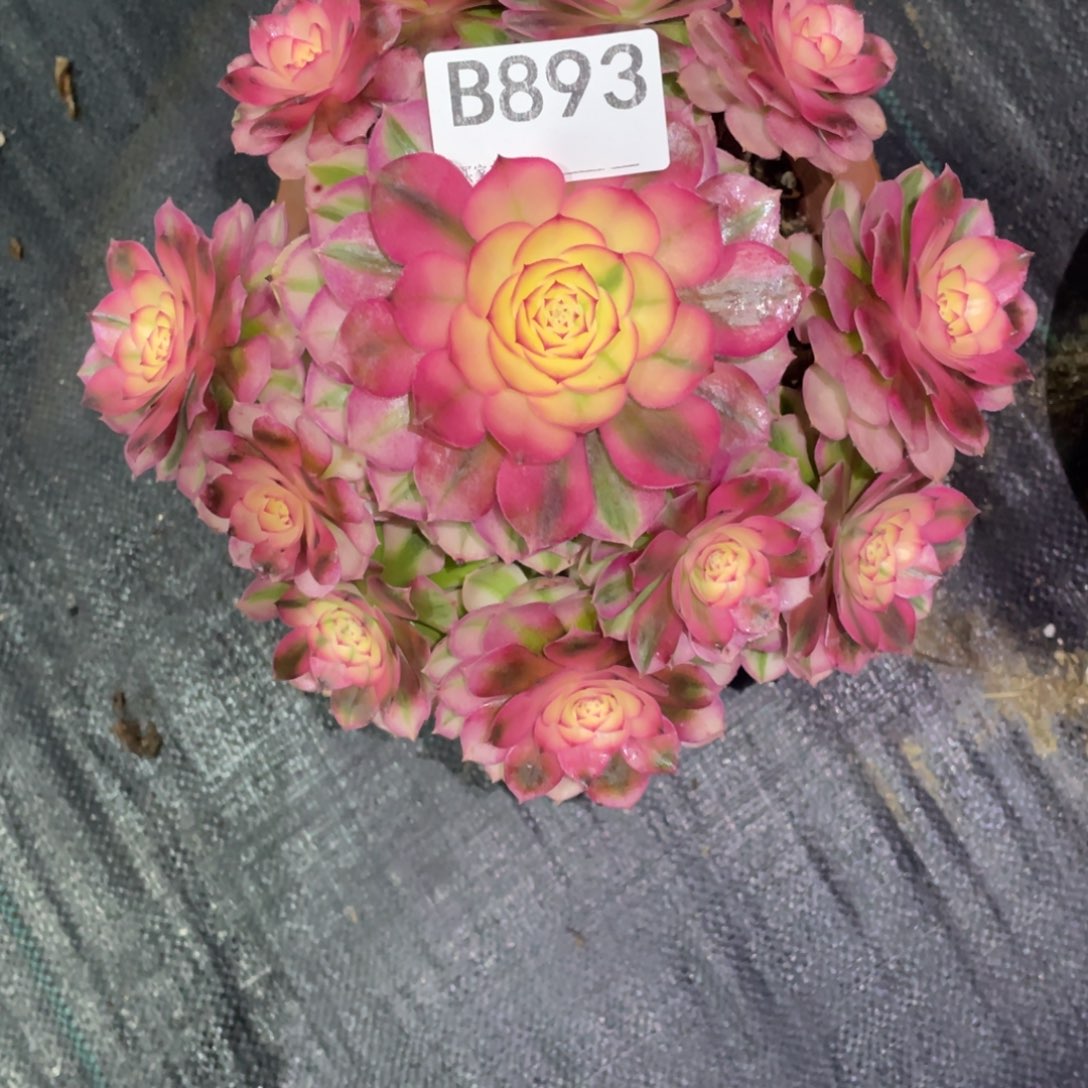 *****倾城法师。     893