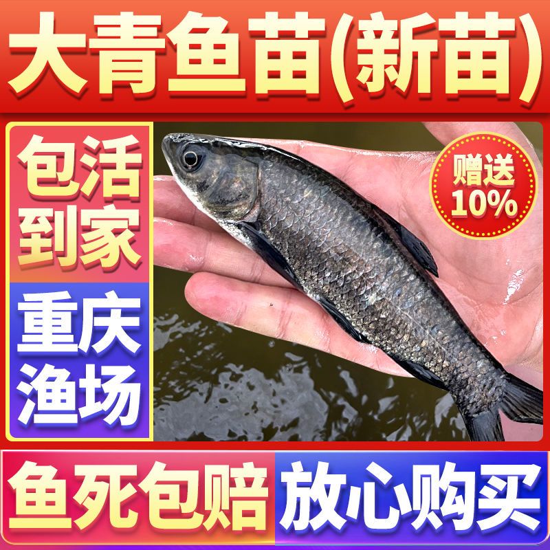 螺丝青鱼淡水养殖食用观赏鱼好养耐活