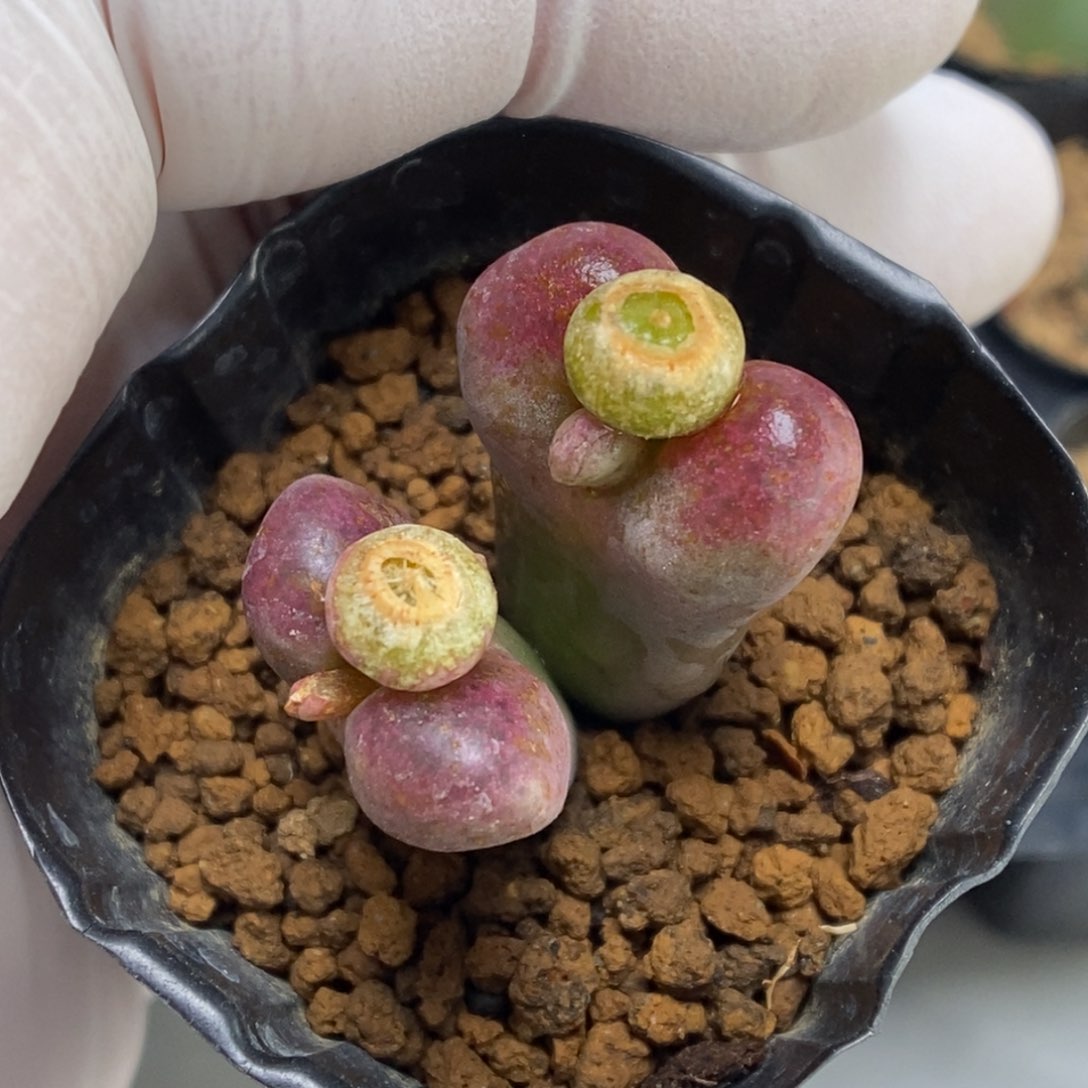 多肉植物肉锥杂交K-795 风铃杂