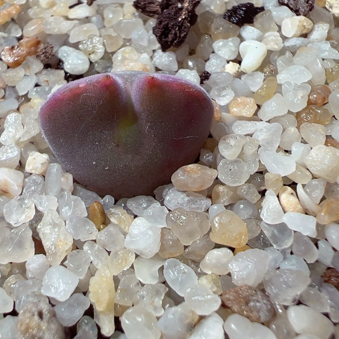 113-212多肉多肉空蝉大眼