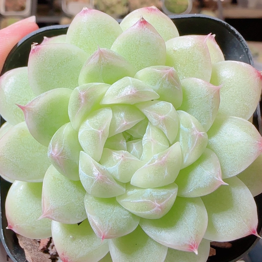 花语逸镜1115-269