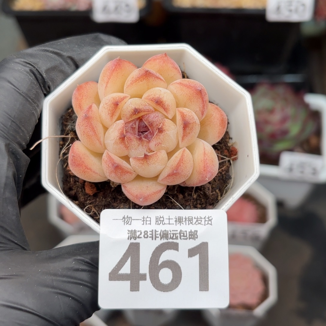 紫晶石无盆土发货