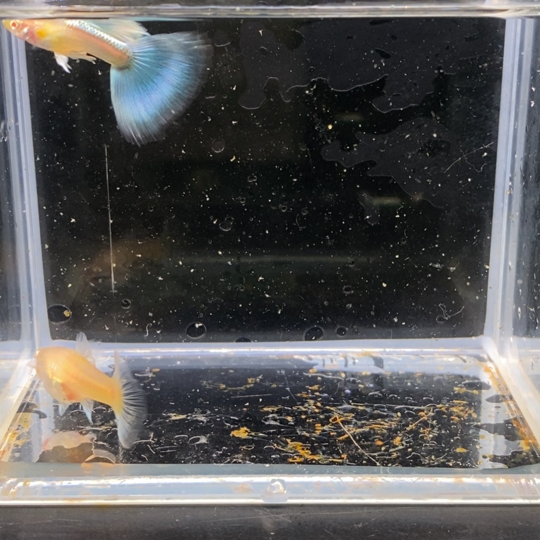 孔雀鱼紫白小飞船一对