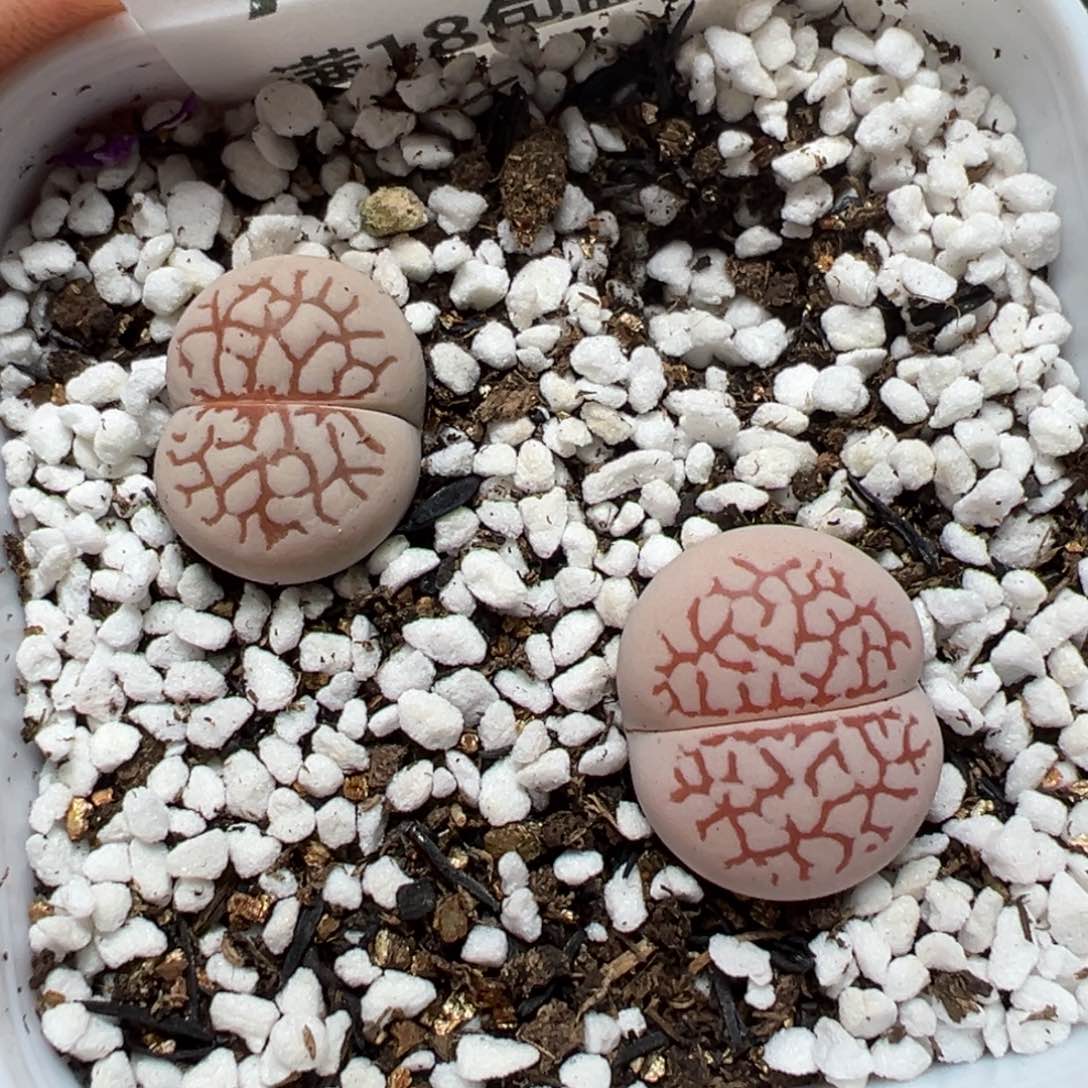 【闪购商品】729……