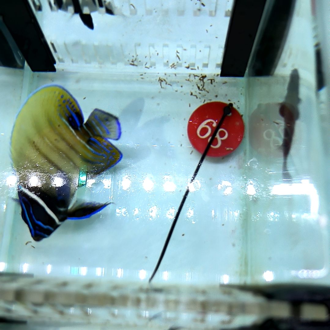 海水鱼六间仙8+/10-106-68