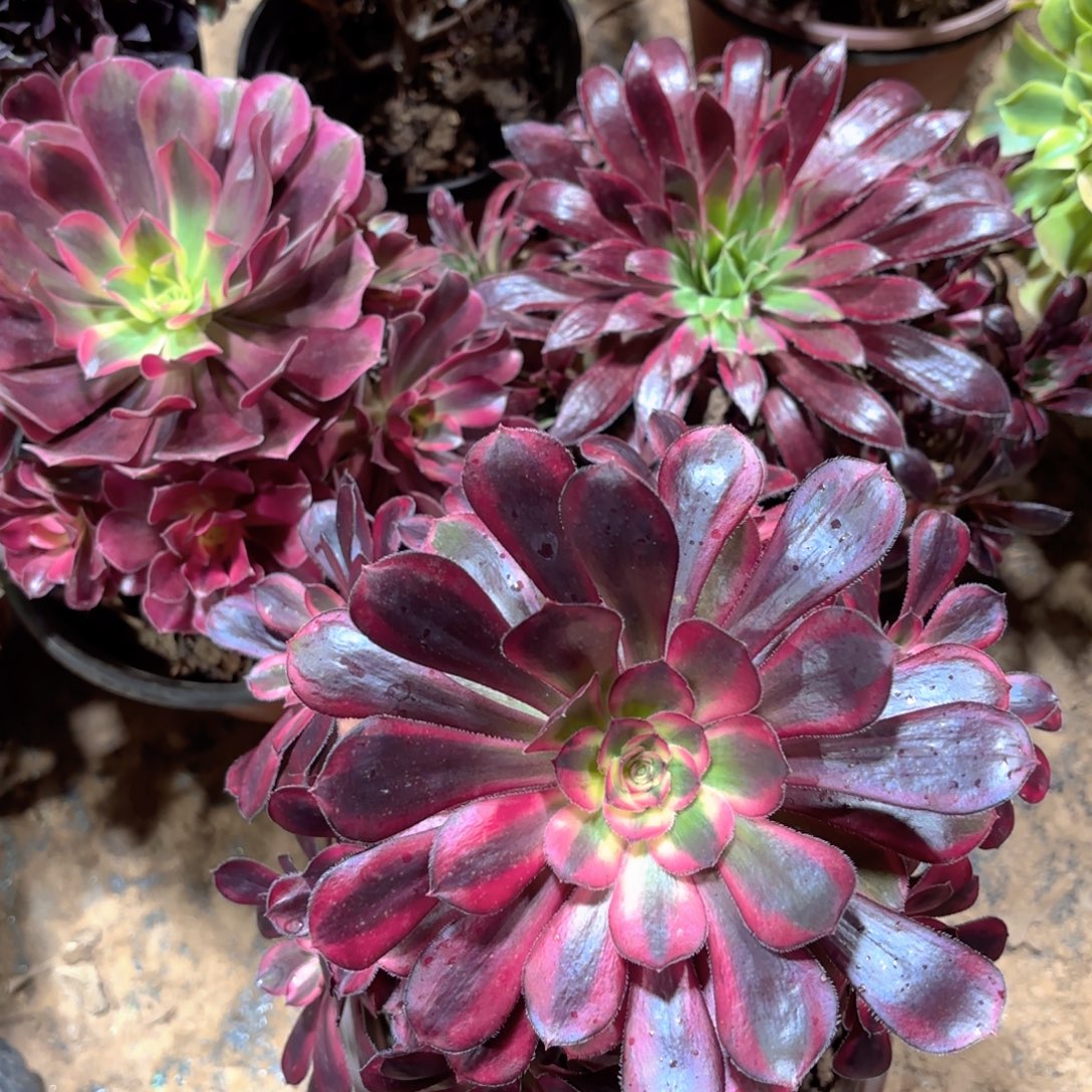 香奈儿，美杜莎，惊鸿仙子19.8