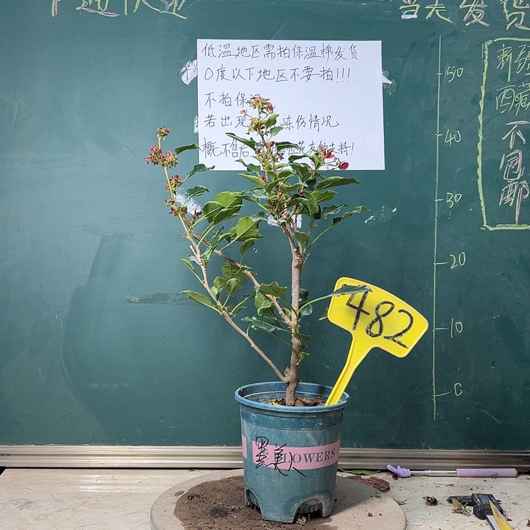 完全开放  福利 黑美人  482