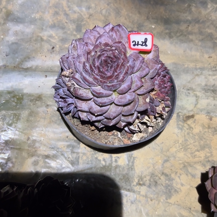 芬***姐精品多肉植物老桩蝴蝶