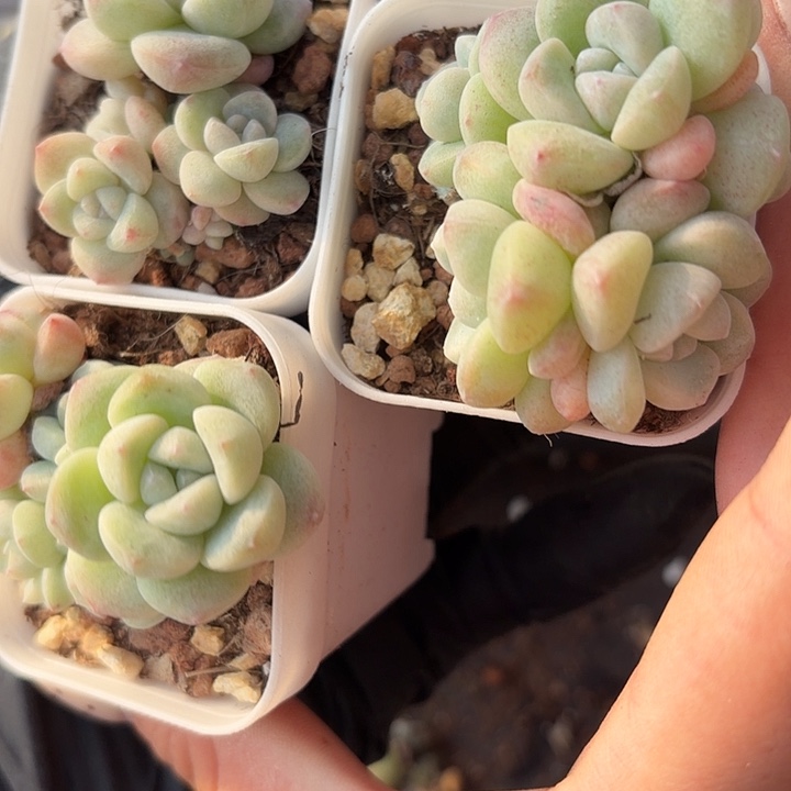 屁***肉149 号到手1框一物一拍