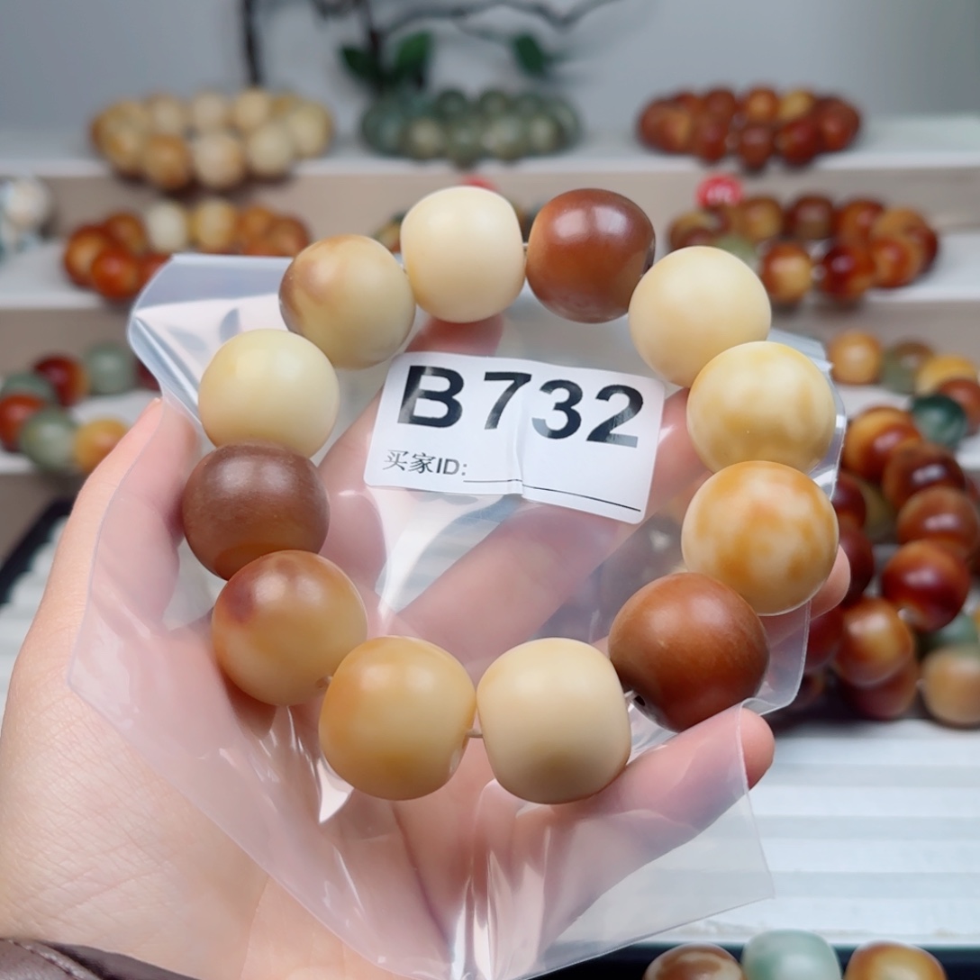 吊坠菩提根/象牙果菩提2.4