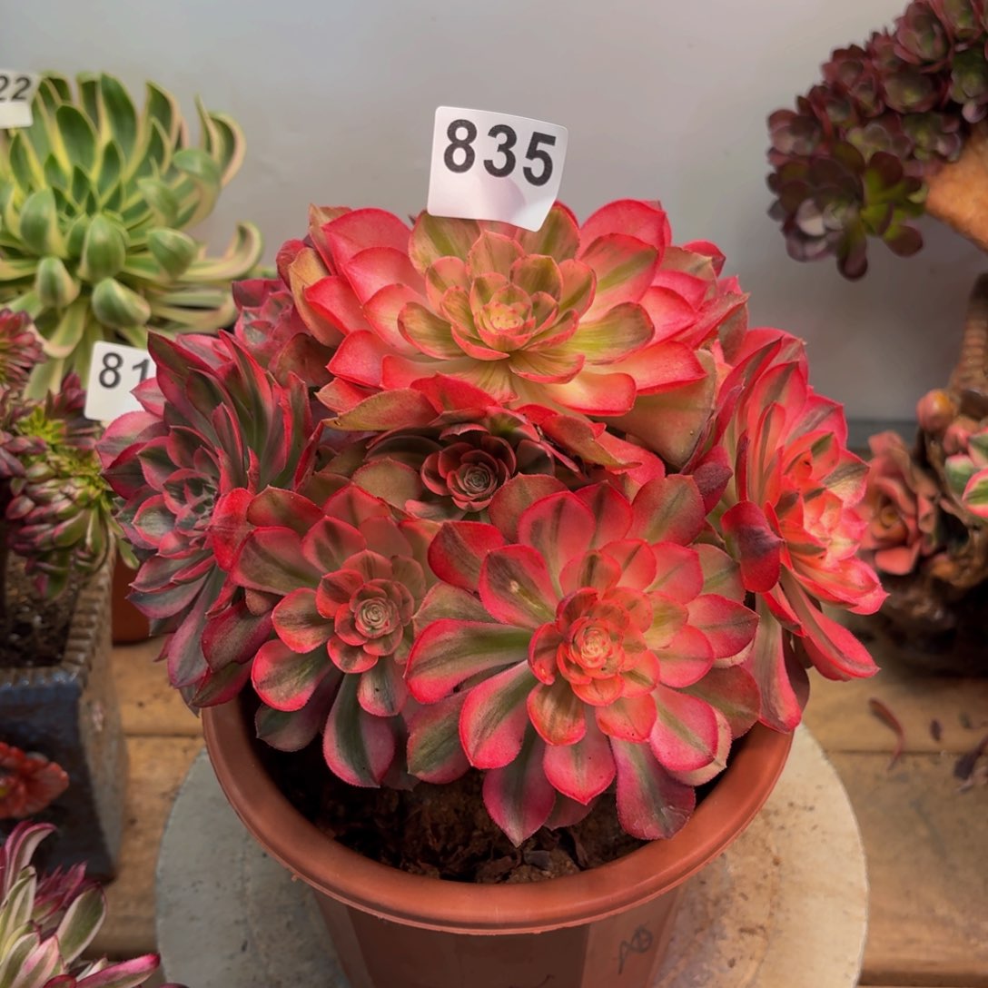 多肉法师万白935