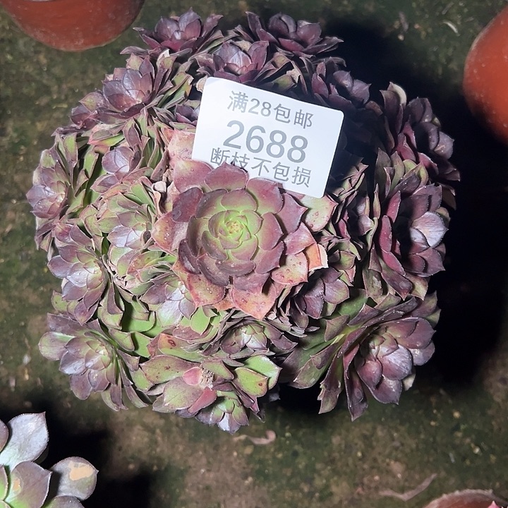 2688七彩石多肉植物