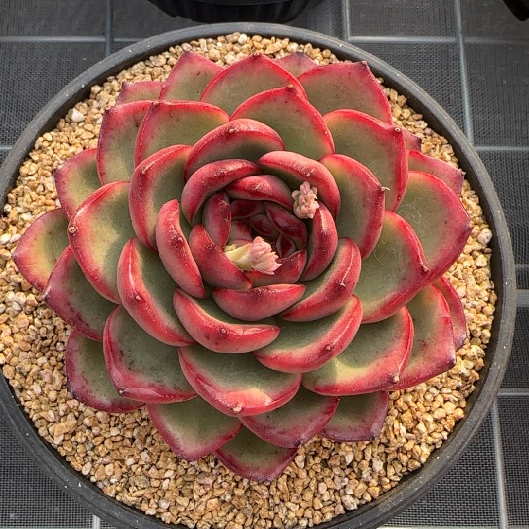 从前慢花园精选多肉万宝龙