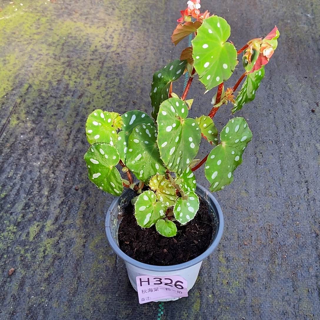 不开花植物n**o秋海棠326