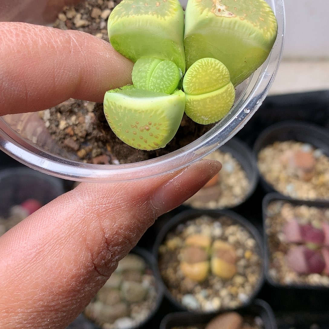 K51多肉植物保护