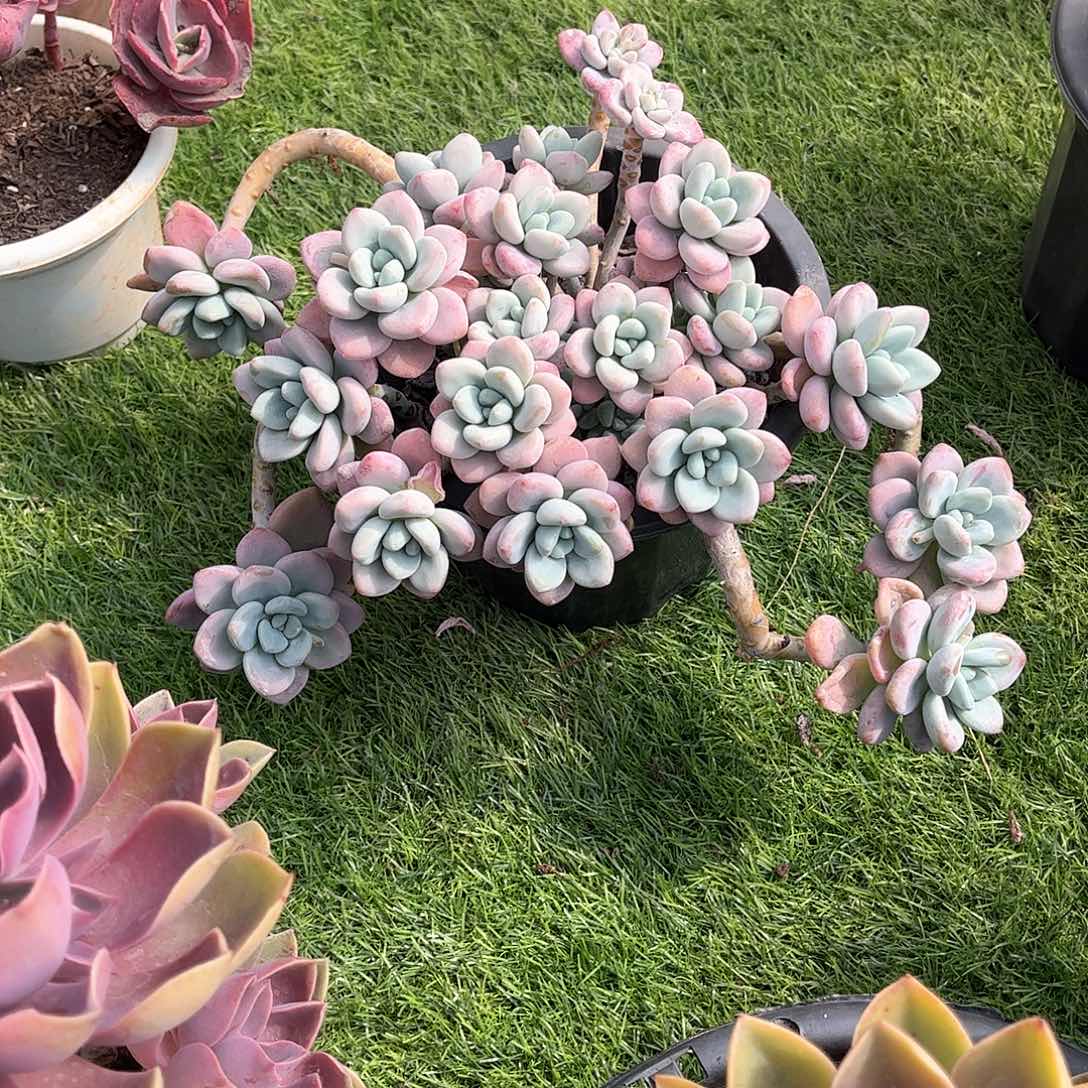 子*红洛神多肉植物38
