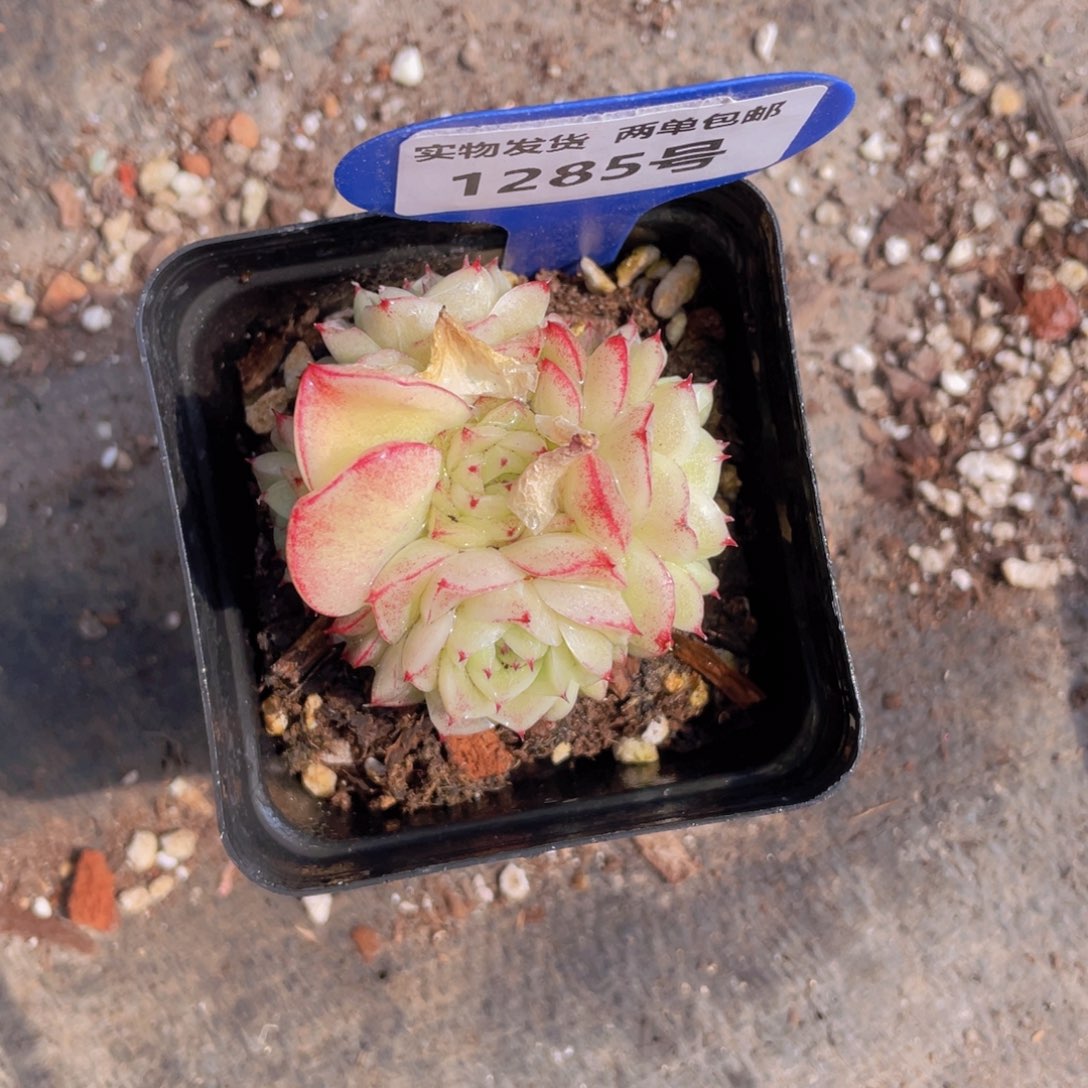 1285号 白底小脸麦秆群生一个