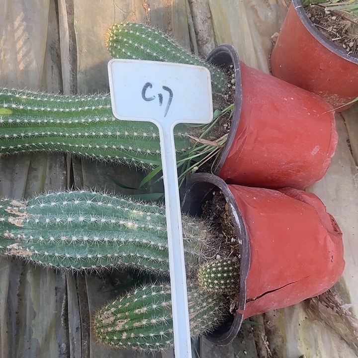 @***洁C17毛花柱实生的20的