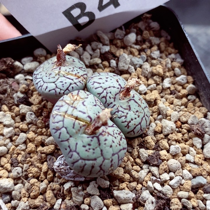 我是一只小小鸟地域鬼435