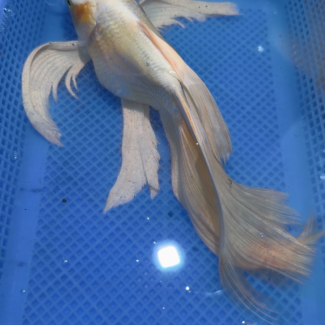 蝴蝶里观赏鱼微瑕