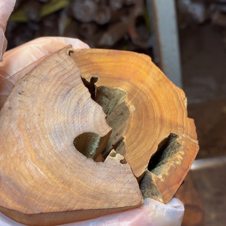 贝壳月*老山檀香定制