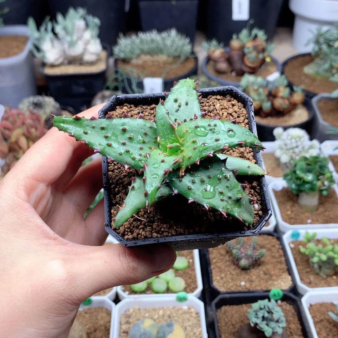 强刺卡萨帝芦荟脱土