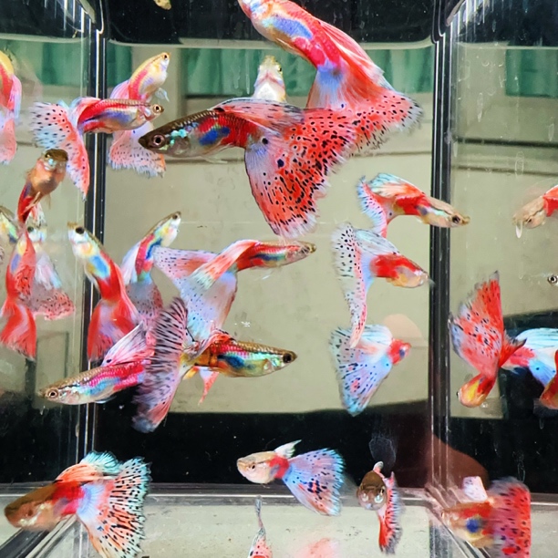 高鳍大尾炫彩红草大种鱼