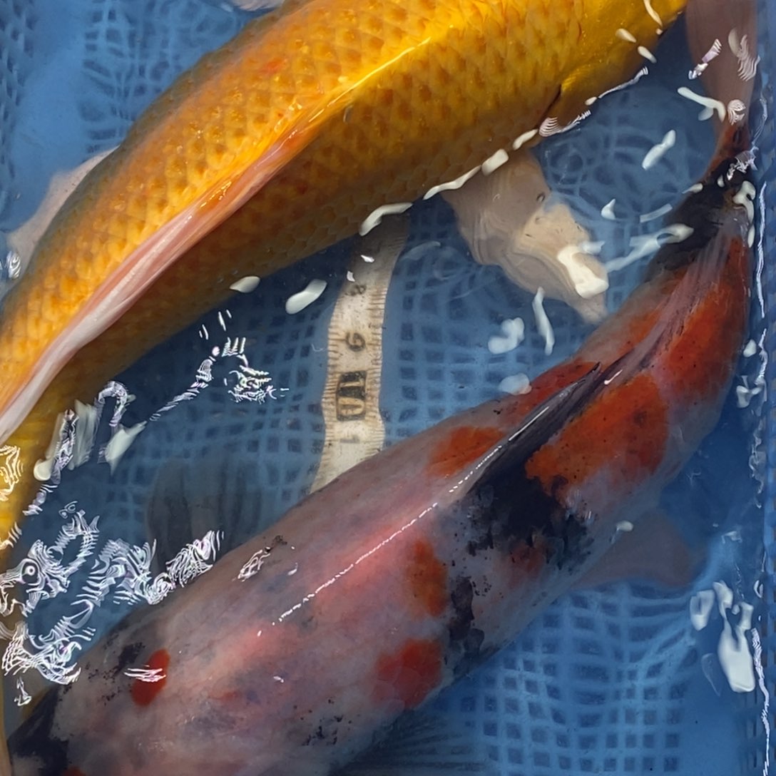 锦鲤冷水锦鲤包邮