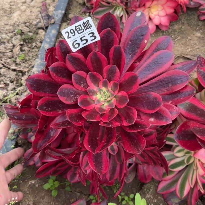美杜……多肉植物……