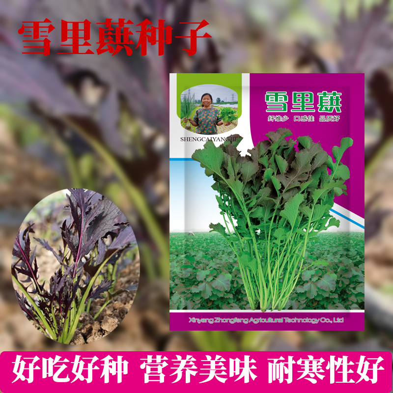 [杨姐推荐]耐寒紫叶雪里蕻蔬菜种子