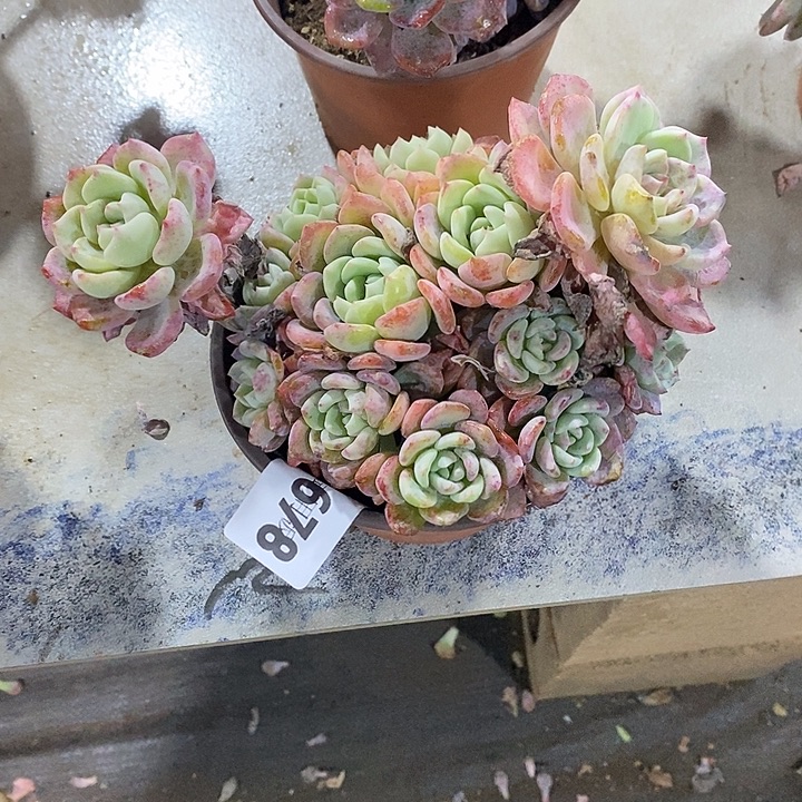 杨***舞678千山雪多肉植物多肉