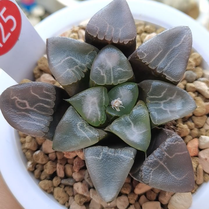 125号实生克芸窗乱纹一物一拍带盆土发货