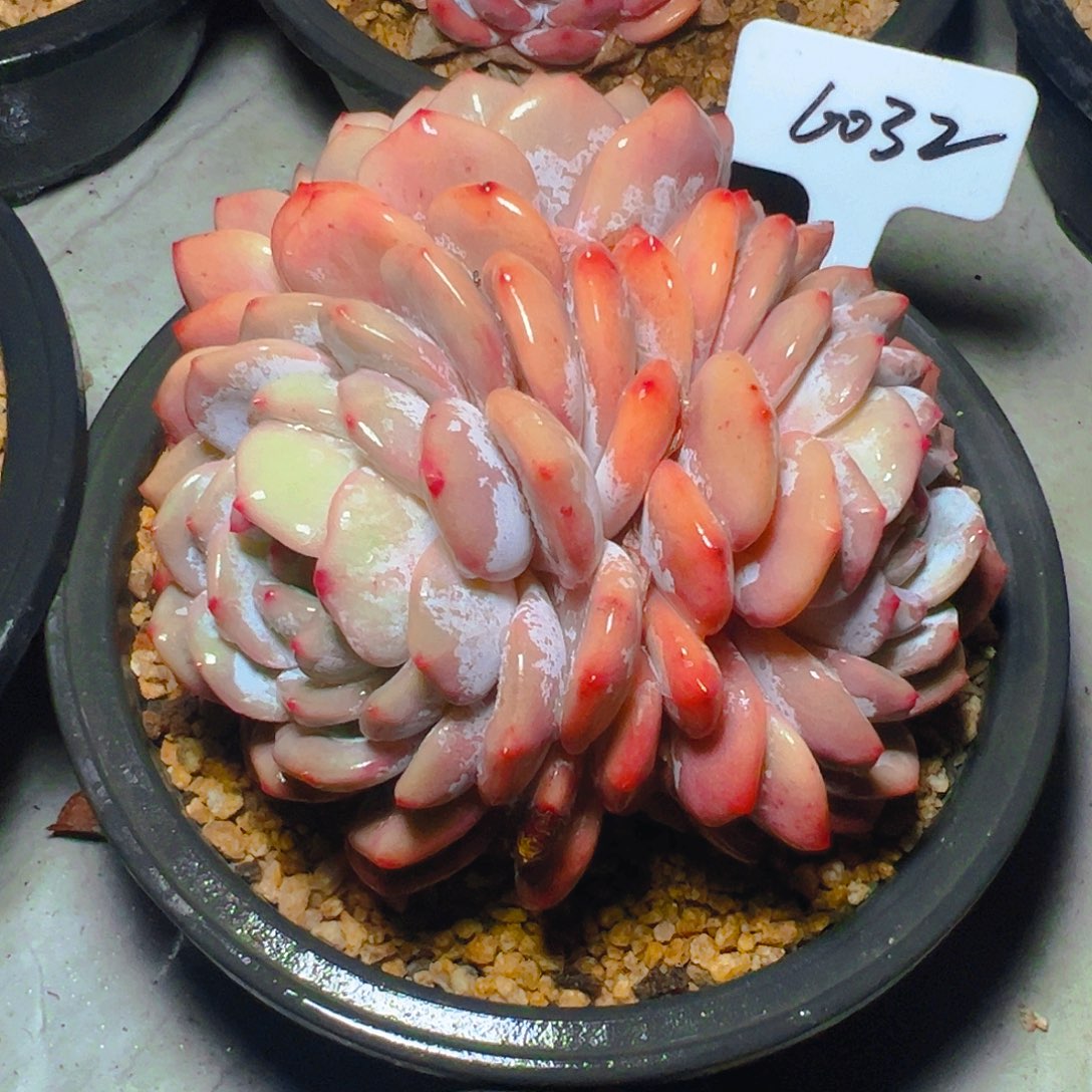 随***啦三头橙梦露6032号一物一拍