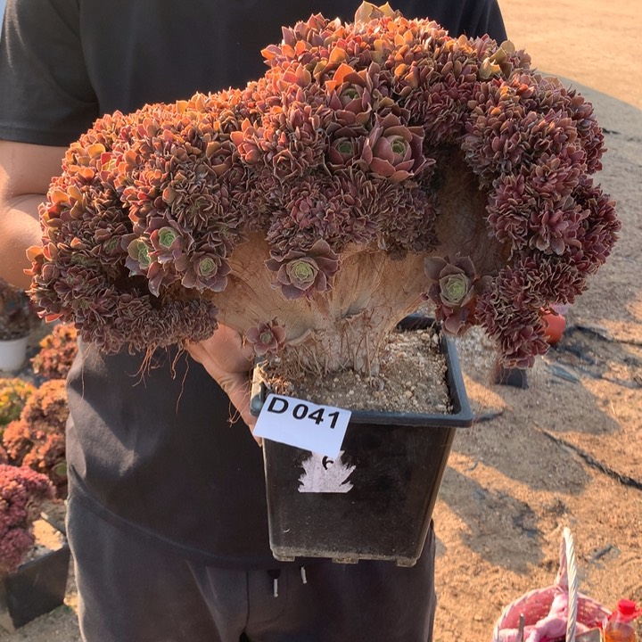 041号玫瑰朵朵脱土发货啊