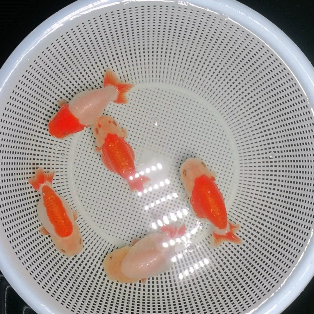 兰寿金鱼练手苗留养苗收到货后记得拍完整开箱视鱼小鱼活鱼观赏鱼